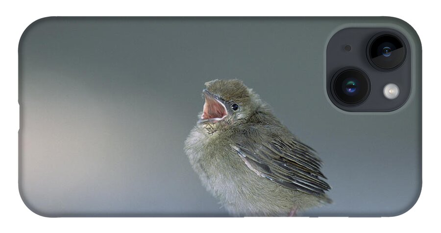 Mp iPhone 14 Case featuring the photograph Blackcap Sylvia Atricapilla Chick by Konrad Wothe