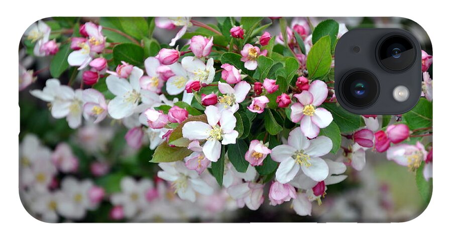 Blossoms iPhone 14 Case featuring the photograph Blossoms on Blossoms by Dorrene BrownButterfield