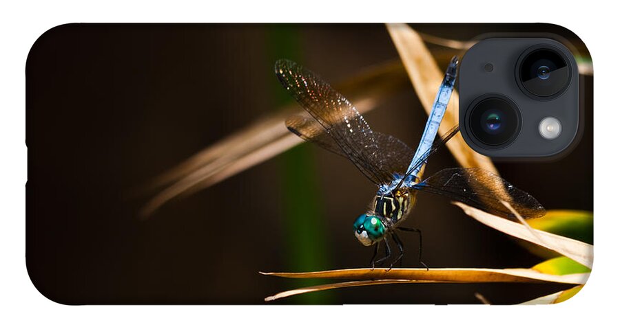 Blue Dasher iPhone 14 Case featuring the photograph Blue Dasher Dragonfly by Ed Gleichman