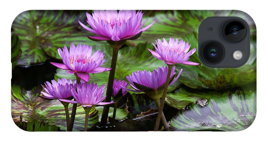 Water iPhone 14 Case featuring the photograph Blue Tropical Water Lilies by Farol Tomson