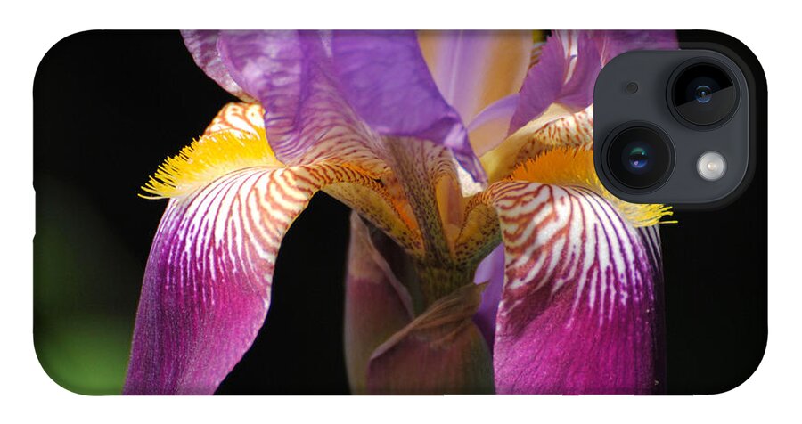 Beautiful Iris iPhone 14 Case featuring the photograph Brilliant Purple Iris Flower by Jai Johnson