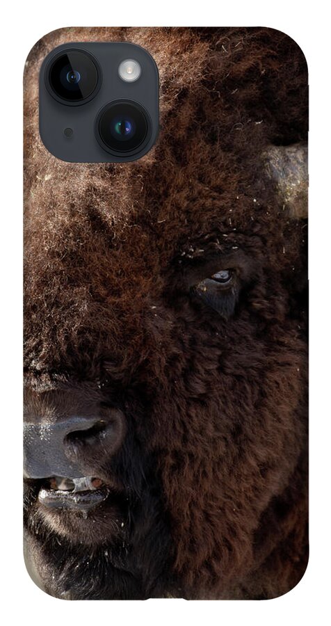 Bison Buffalo American Endangered Species Extinction Recovery Yellowstone iPhone 14 Case featuring the photograph Bull Bison by D Robert Franz