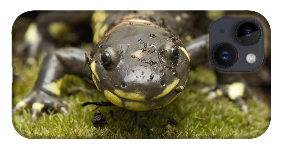 00429814 iPhone 14 Case featuring the photograph California Tiger Salamander Monterey by Sebastian Kennerknecht