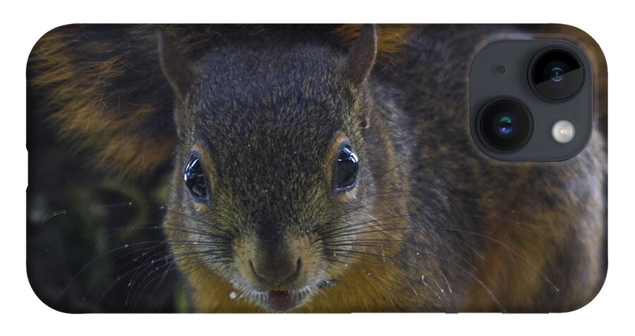 Squirrel iPhone 14 Case featuring the photograph Can I eat the Camera by Heiko Koehrer-Wagner