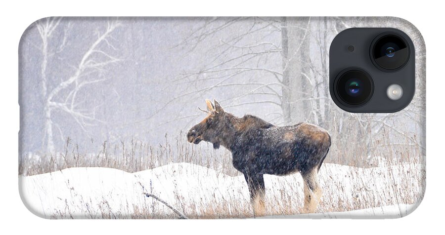 Moose iPhone 14 Case featuring the photograph Canadian Winter by Cheryl Baxter