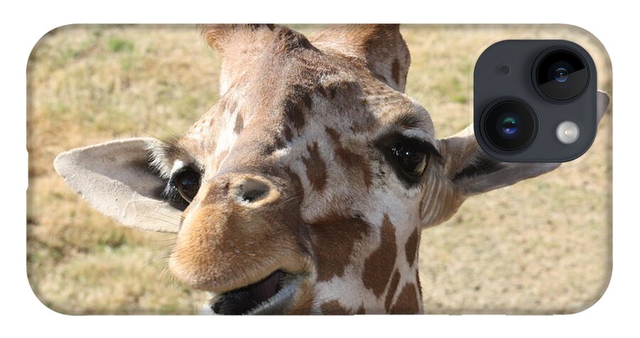 Giraffe iPhone Case featuring the photograph Chewing my treat by Kim Galluzzo Wozniak