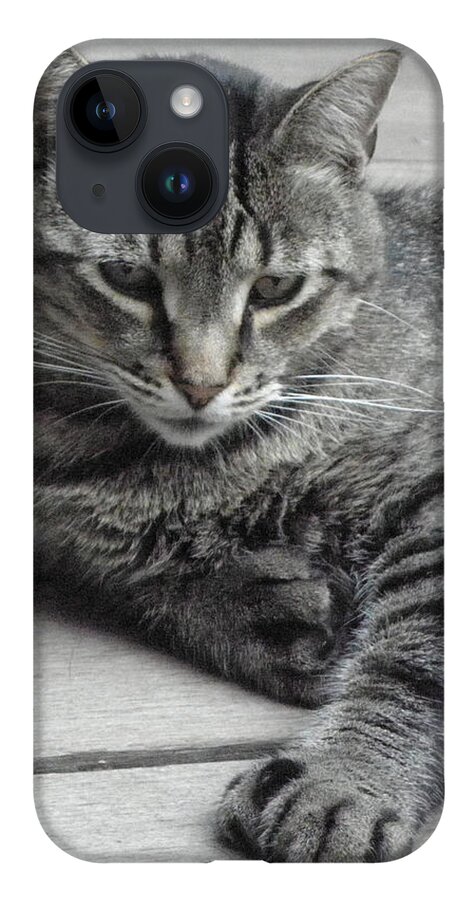 Cat iPhone Case featuring the photograph Cisco And His Big Feet by Kim Galluzzo Wozniak