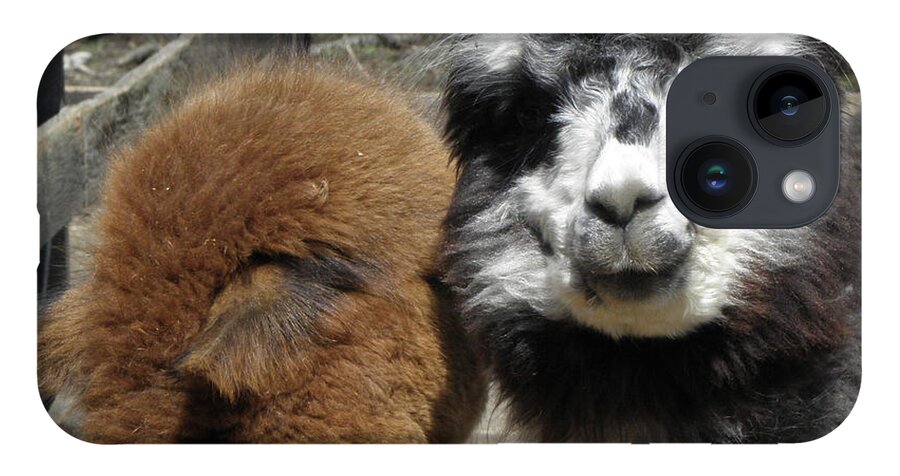 Alpaca iPhone 14 Case featuring the photograph Comfort by Kim Galluzzo Wozniak