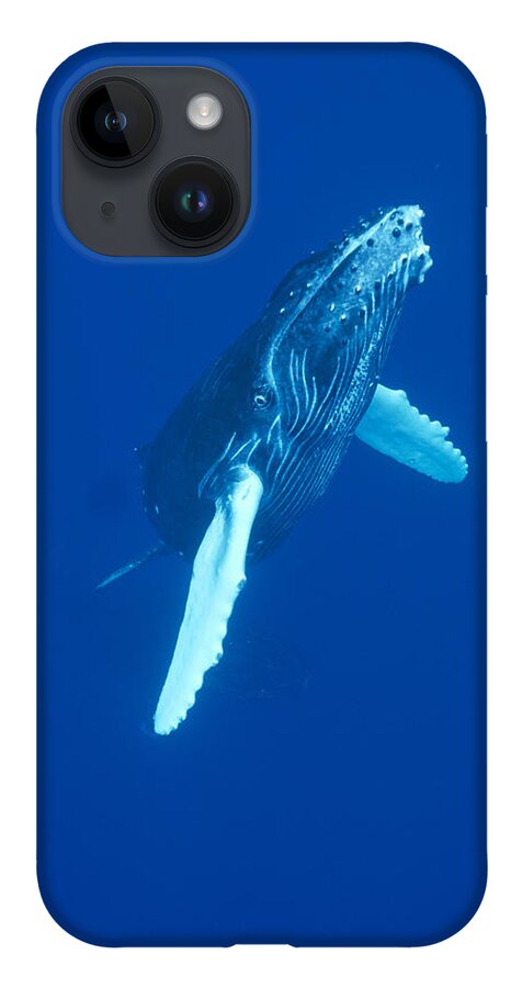 00114523 iPhone 14 Case featuring the photograph Curious Humpback Whale Calf Off Maui by Flip Nicklin