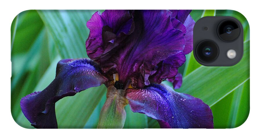 Beautiful iPhone 14 Case featuring the photograph Dark Purple Iris by Jai Johnson