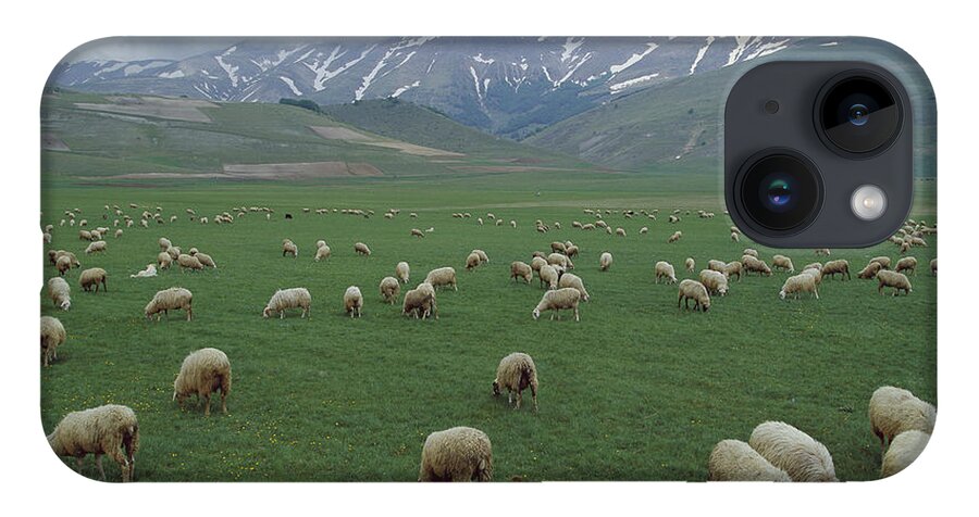 Mp iPhone 14 Case featuring the photograph Domestic Sheep Ovis Aries Flock Grazing by Konrad Wothe
