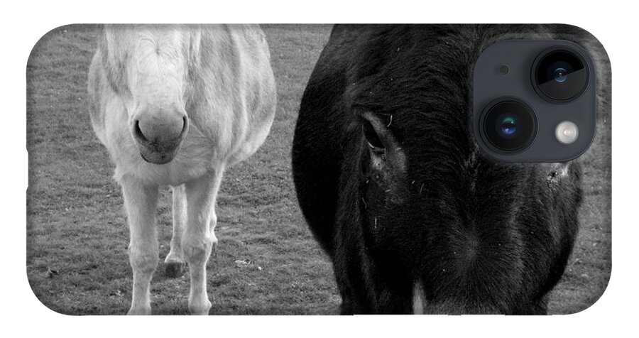 Donkeys iPhone Case featuring the photograph Donks by Kim Galluzzo Wozniak