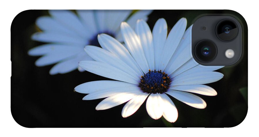 Blue iPhone 14 Case featuring the photograph Dramatic Daisies by Jai Johnson