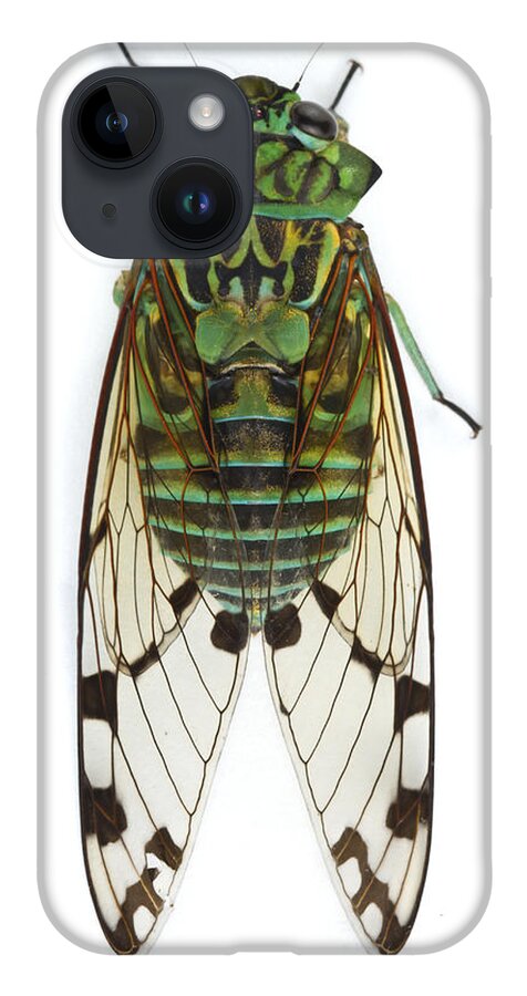 00478966 iPhone 14 Case featuring the photograph Emerald Cicada by Piotr Naskrecki