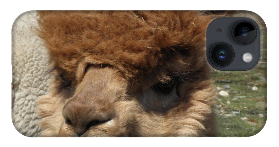 Alpaca iPhone Case featuring the photograph Ewok by Kim Galluzzo Wozniak