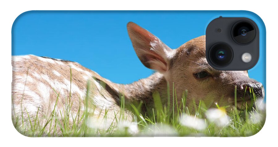 Animal iPhone 14 Case featuring the photograph Fawn laying in field by Simon Bratt