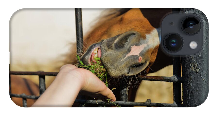Horse iPhone 14 Case featuring the photograph Feeding the horses in the zoo by Michael Goyberg