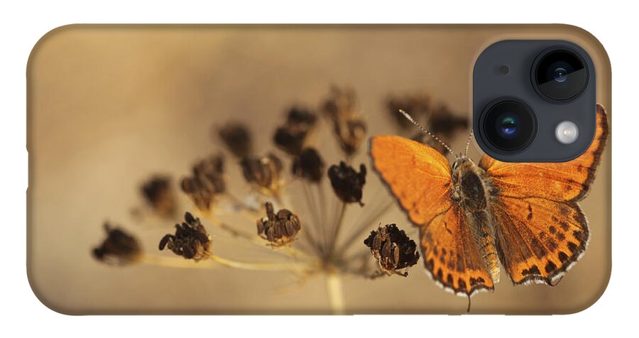 Orange iPhone 14 Case featuring the photograph Fiery Copper butterfly by Alon Meir 