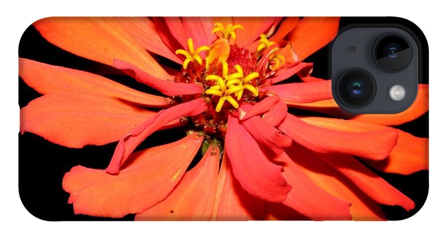 Zinnia iPhone 14 Case featuring the photograph Fiery Explosion Of Colors by Kim Galluzzo Wozniak
