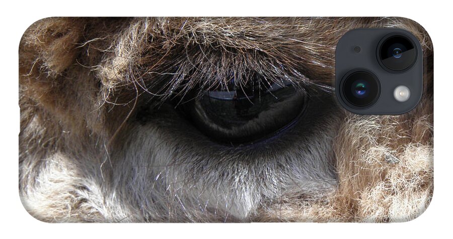 Alpaca iPhone 14 Case featuring the photograph Fluffy Eyes by Kim Galluzzo Wozniak