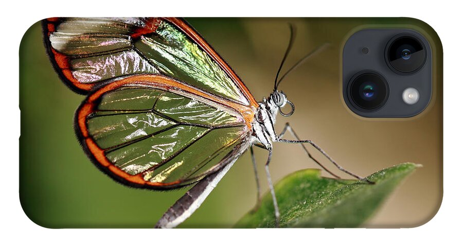 Glasswinged Longwing Butterfly iPhone 14 Case featuring the photograph Glasswing Butterfly by Grant Glendinning