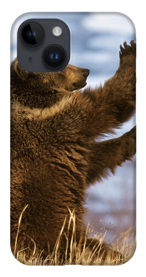 Mp iPhone 14 Case featuring the photograph Grizzly Bear Ursus Arctos Horribilis by Konrad Wothe