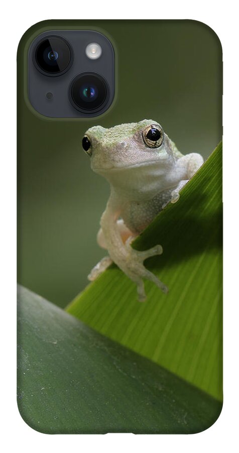 Grey Treefrog iPhone Case featuring the photograph Juvenile Grey Treefrog by Daniel Reed