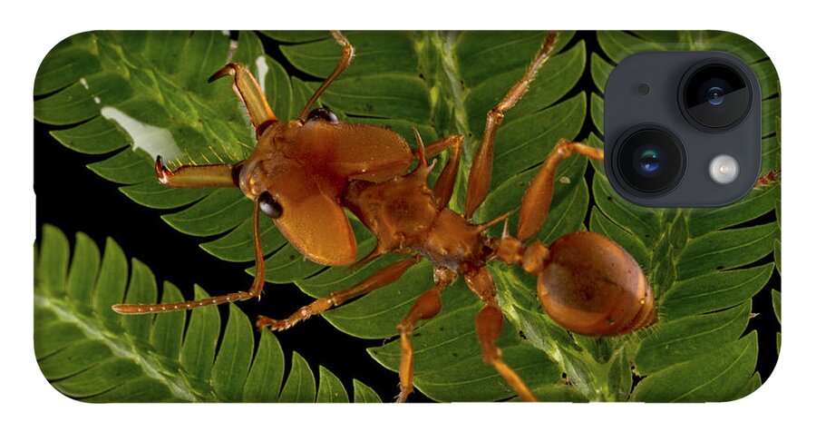 00479281 iPhone 14 Case featuring the photograph Large Headed Ant Worker Surinam by Piotr Naskrecki