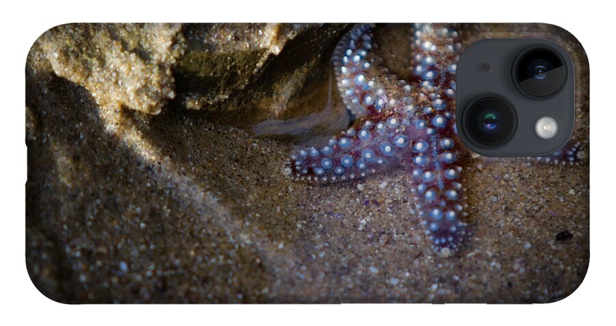 San Diego iPhone 14 Case featuring the photograph Lone Seastar by Doug Sturgess
