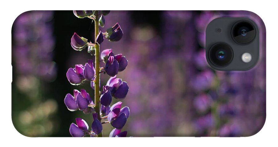 Canada iPhone 14 Case featuring the photograph Lupines by Jakub Sisak
