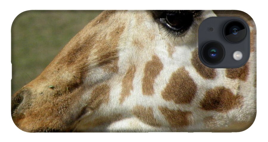 Giraffe iPhone Case featuring the photograph Marks Of Beauty by Kim Galluzzo Wozniak