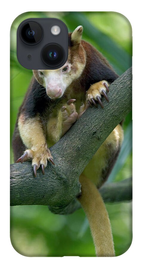 Mp iPhone 14 Case featuring the photograph Matschies Tree Kangaroo Dendrolagus by Cyril Ruoso