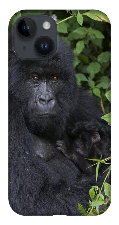 00427965 iPhone Case featuring the photograph Mountain Gorilla Mother And Infant Parc by Suzi Eszterhas