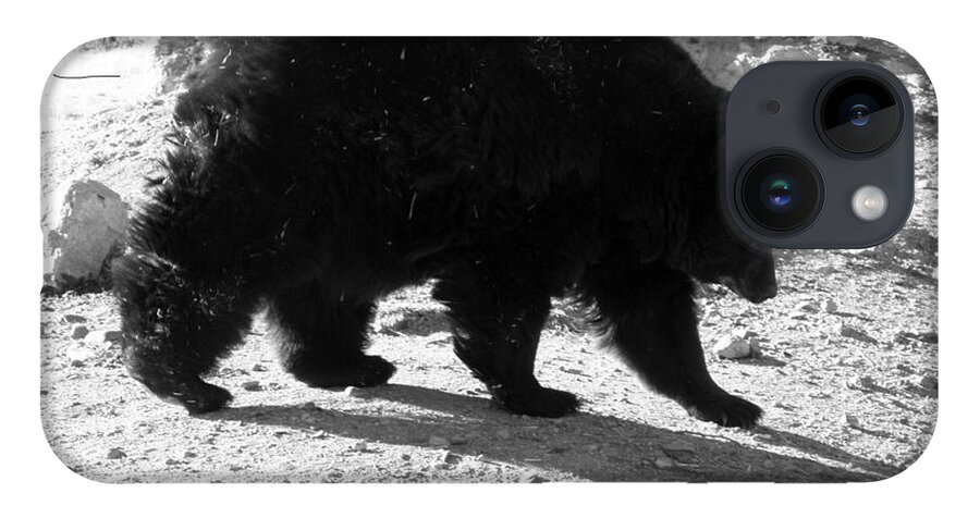 Black iPhone 14 Case featuring the photograph Mrs Black Bear by Kim Galluzzo Wozniak