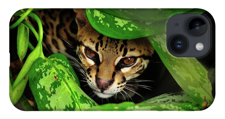 Ocelot Photographs iPhone 14 Case featuring the photograph Ocelot by Harry Spitz