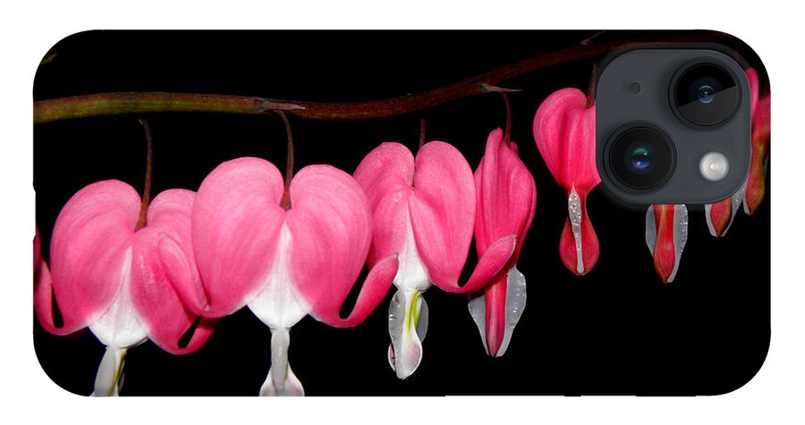 Bleeding Heart iPhone 14 Case featuring the photograph Oh My Bleeding Hearts by Kim Galluzzo