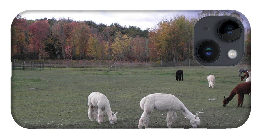 Alpaca iPhone 14 Case featuring the photograph On The Alpaca Farm by Kim Galluzzo