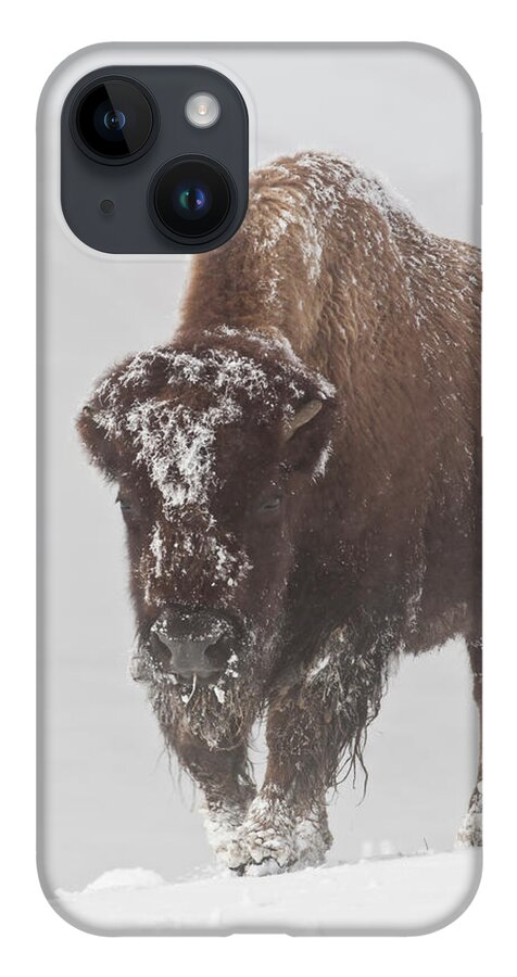 Bison Buffalo American Endangered Species Extinction Recovery Yellowstone Snow Cold Frost Ice Winter iPhone Case featuring the photograph Out of the Fog by D Robert Franz