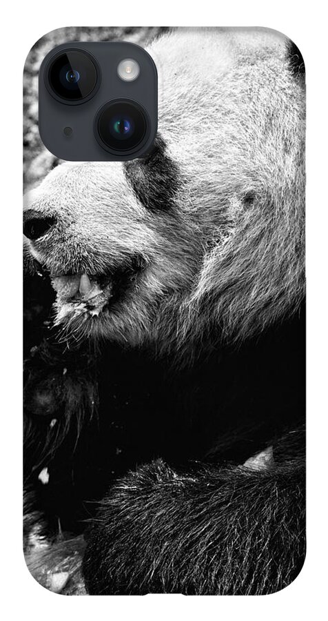 Panda Bear iPhone 14 Case featuring the photograph Panda Bear eating Ice cream by Perla Copernik