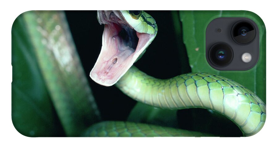 Mp iPhone 14 Case featuring the photograph Parrot Snake Leptophis Ahaetulla by Michael & Patricia Fogden