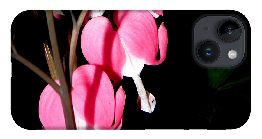 Pink Bleeding Hearts iPhone 14 Case featuring the photograph Pink Bleeding Hearts by Kim Galluzzo Wozniak