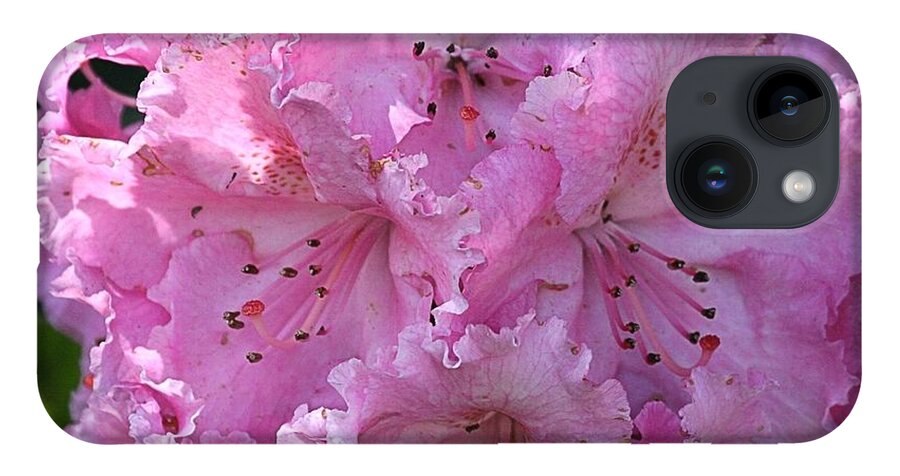 Rhodie iPhone 14 Case featuring the photograph Pink Rhododendrons by Chriss Pagani