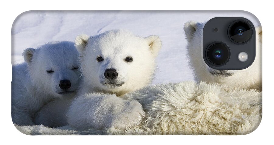 00761352 iPhone 14 Case featuring the photograph Polar Bear Cubs Peeking Over Mother by Suzi Eszterhas