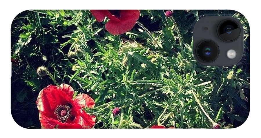 Poppies iPhone Case featuring the photograph Poppies by Nic Squirrell
