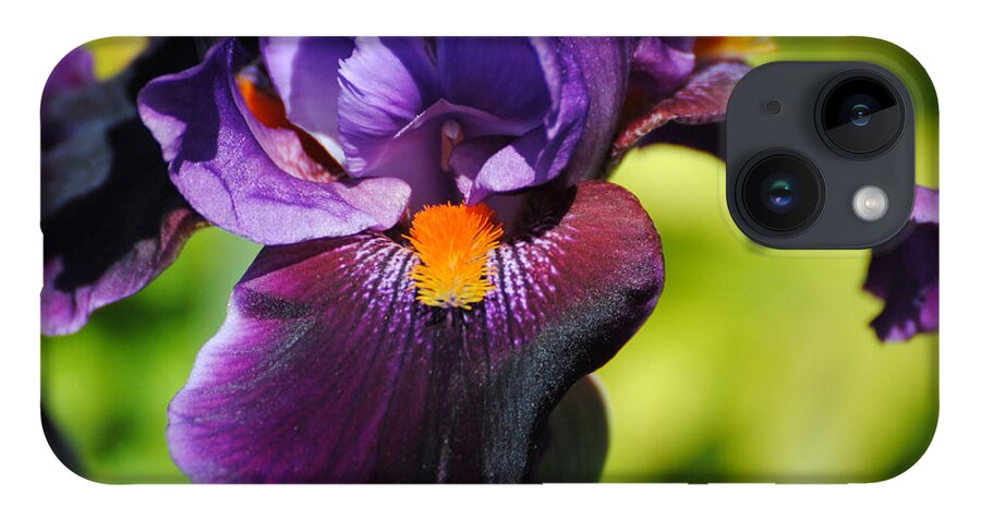 Beautiful Iris iPhone 14 Case featuring the photograph Purple and Orange Iris II by Jai Johnson