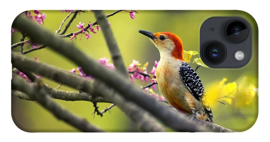 Woodpecker iPhone 14 Case featuring the photograph Red Bellied in Tree by Bill and Linda Tiepelman