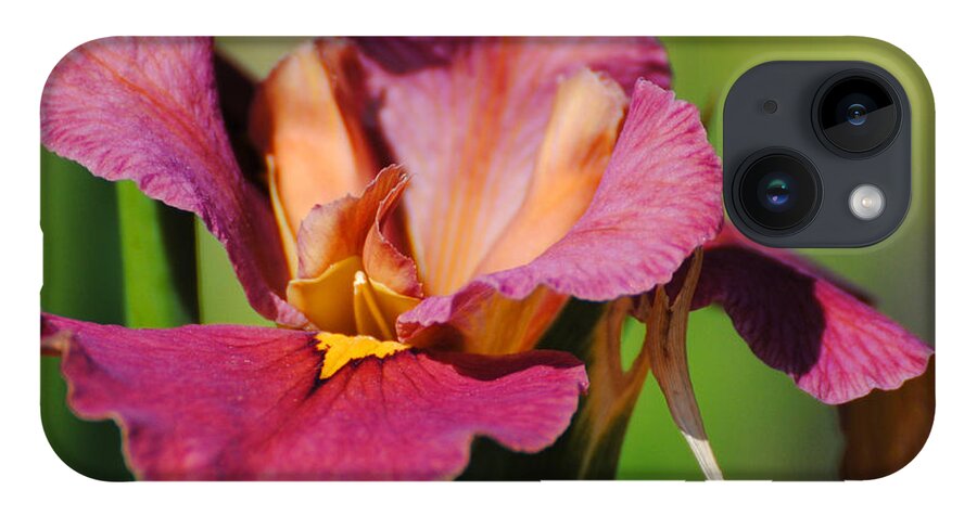 Beautiful iPhone 14 Case featuring the photograph Red Iris by Jai Johnson