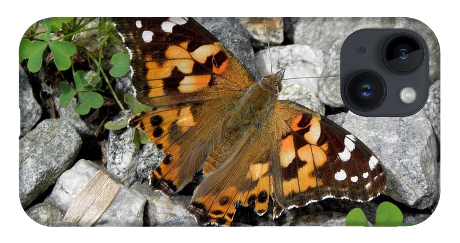 Butterfly iPhone 14 Case featuring the photograph Resting On Rocky Clovers by Kim Galluzzo Wozniak
