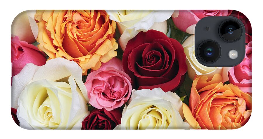 Roses iPhone 14 Case featuring the photograph Rose blossoms 2 by Elena Elisseeva