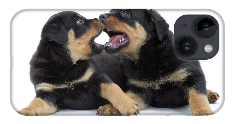 Dog iPhone 14 Case featuring the photograph Rottweiler Pups by Jane Burton